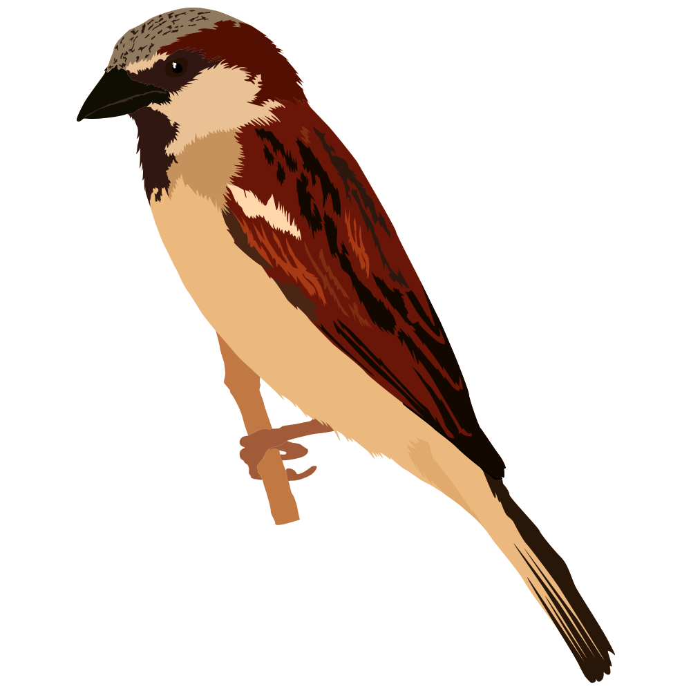 House Sparrow.png