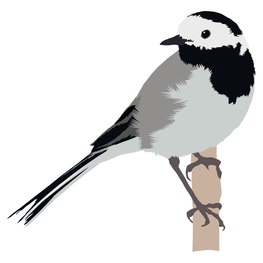 Pied Wagtail.png