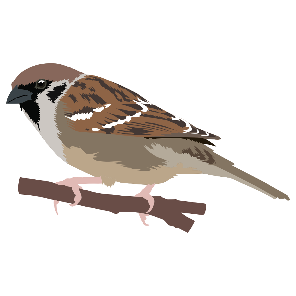 Tree Sparrow.png