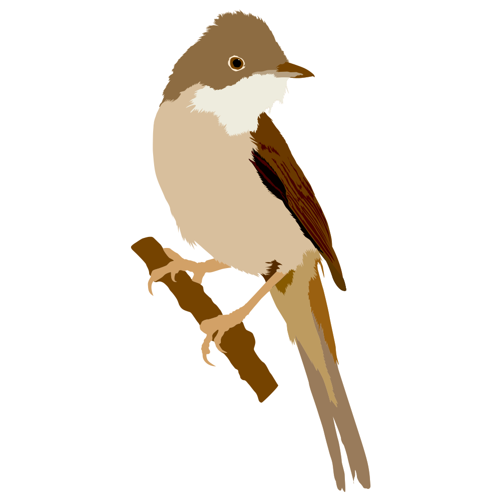 Whitethroat.png