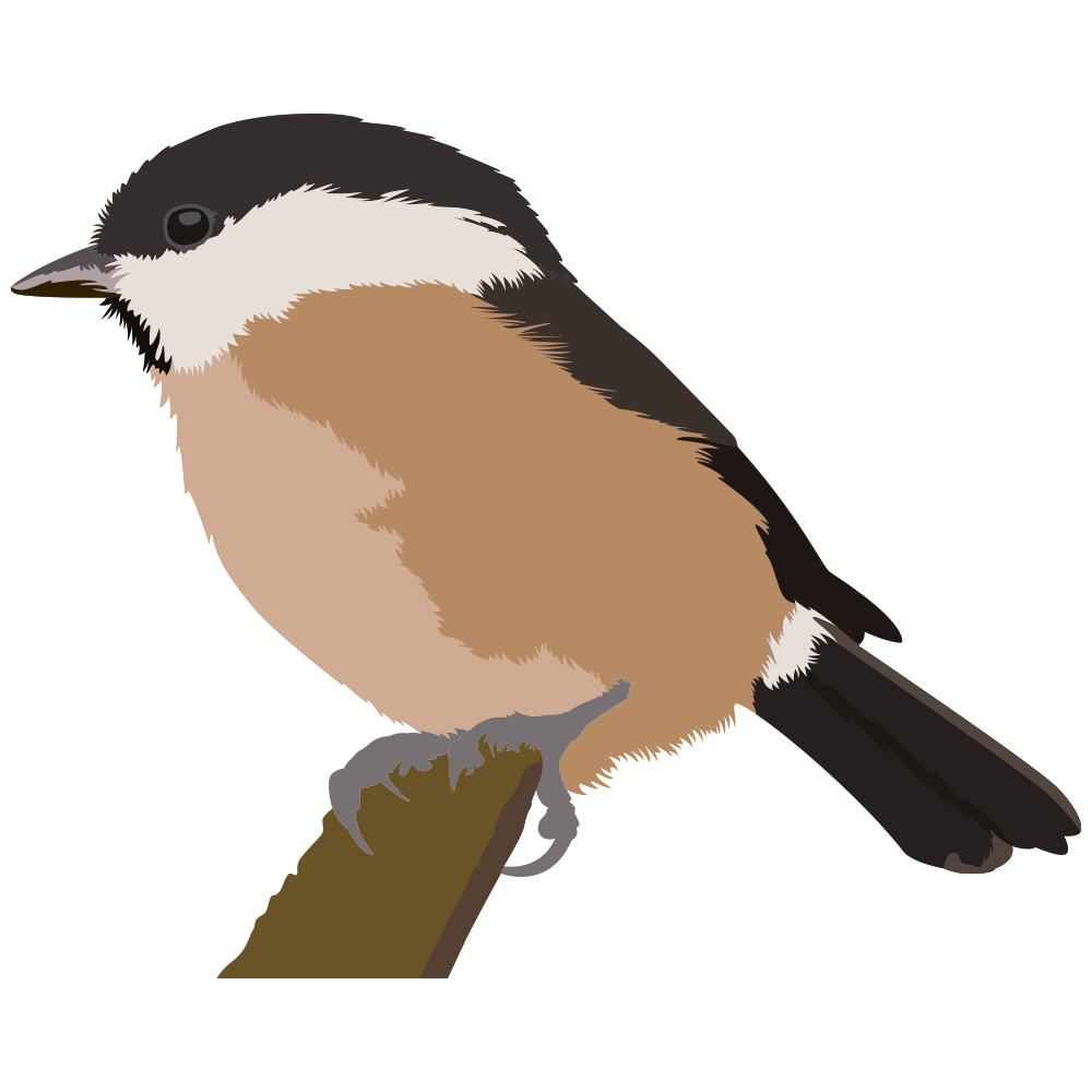 Willow Tit.png