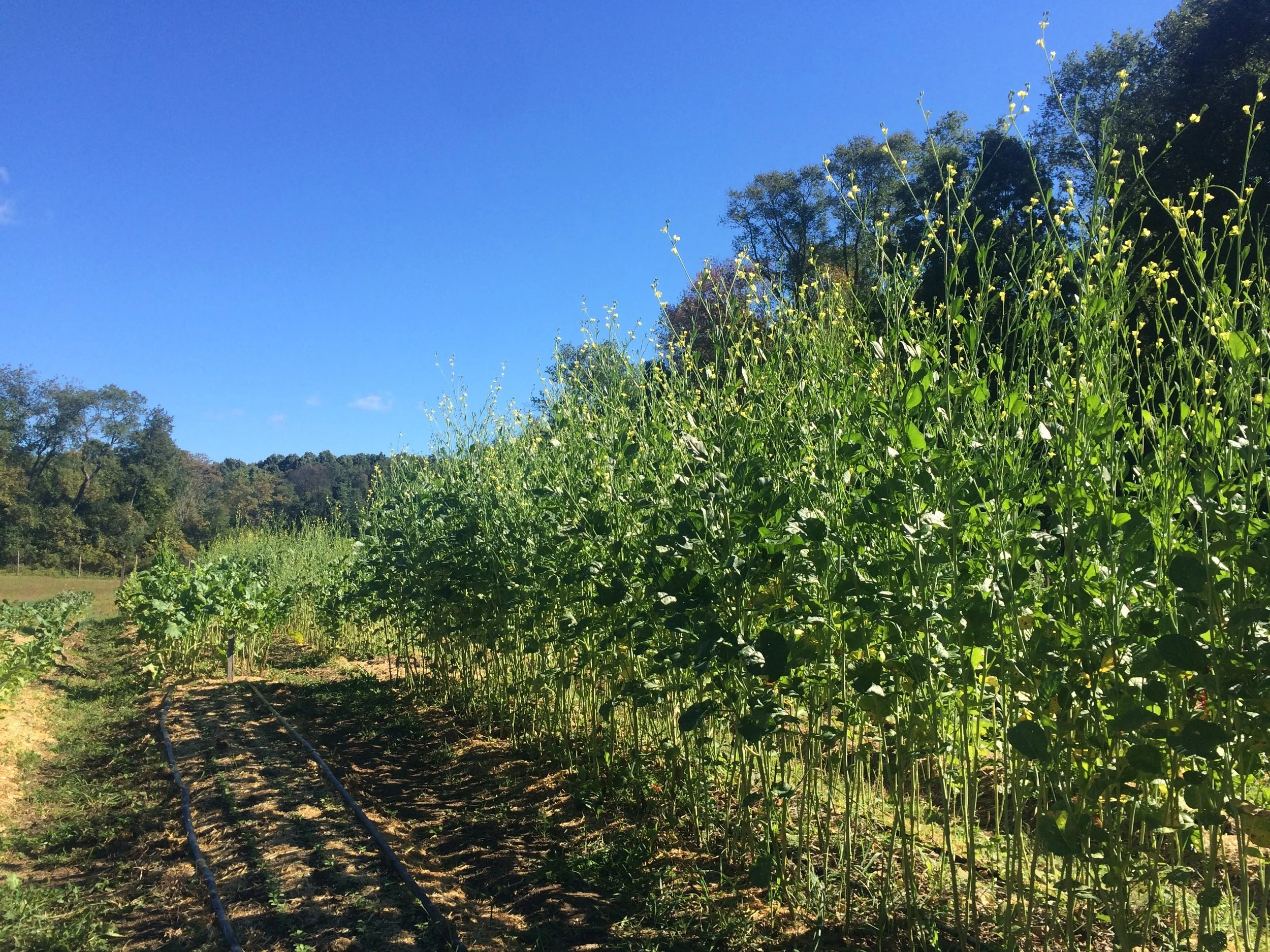 Finds: Rosemary's Farm CSA