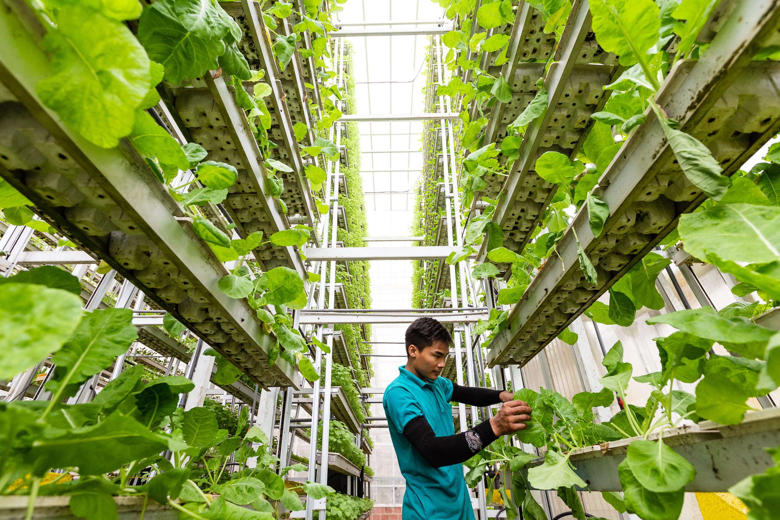 Vertical Farming Singapore - Skygreens - Pictet