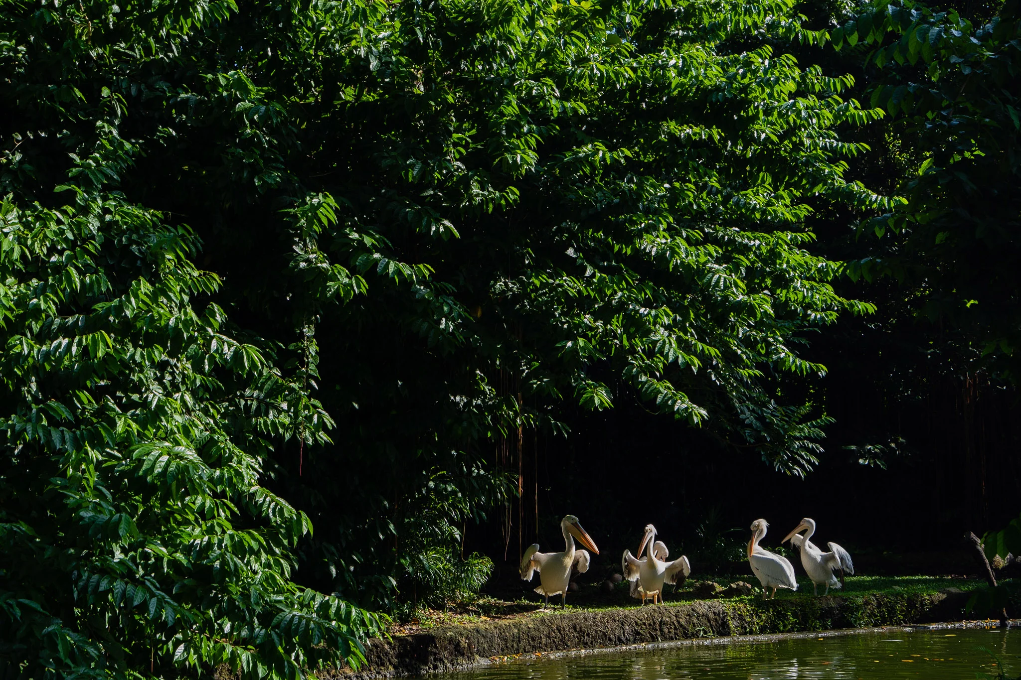 viator-singapore-photographer-tourism-tours-zoo-little-india-gardens-marina-bay-007.jpg