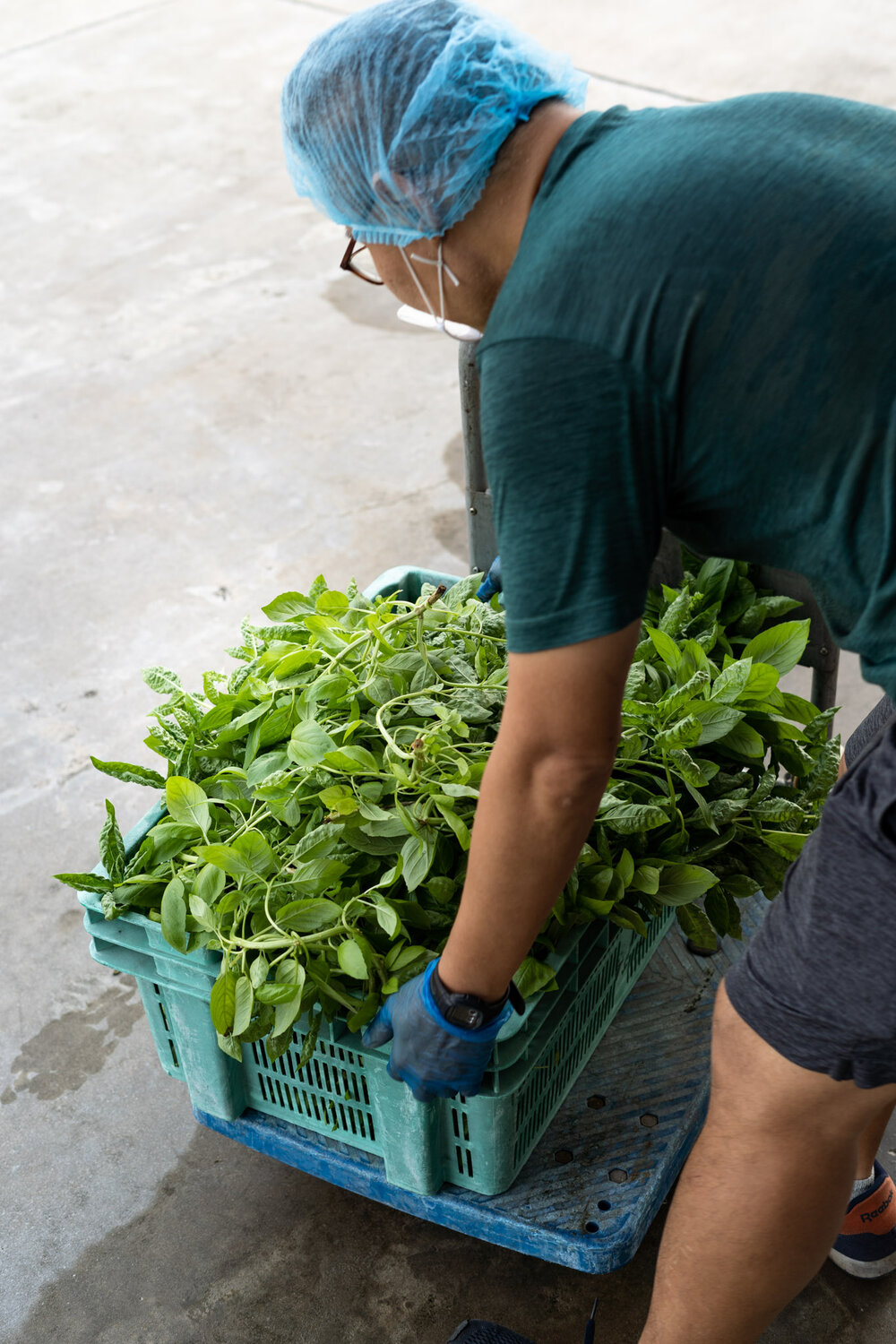 Singapore Photographer - High-Tech Farming - MIT Technology Review 