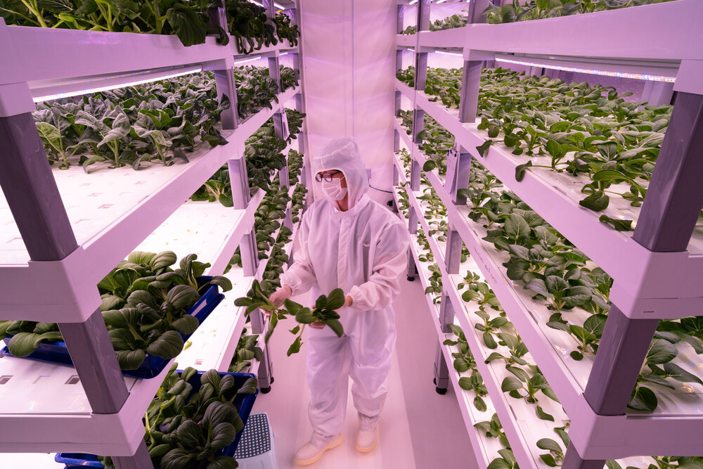 Singapore Photographer - High-Tech Farming - MIT Technology Review 