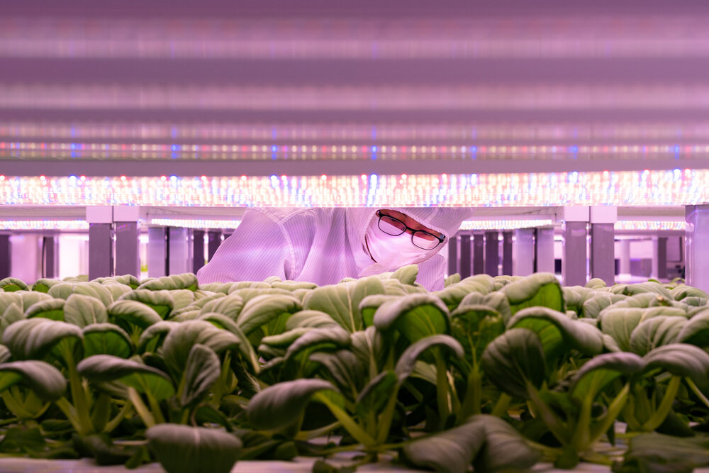 Singapore Photographer - High-Tech Farming - MIT Technology Review 