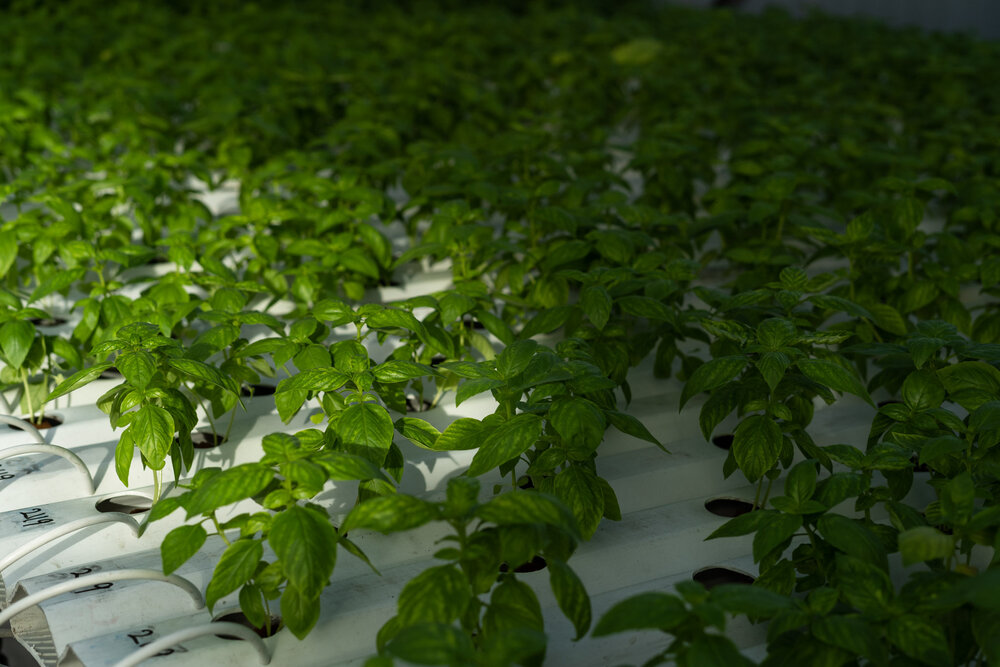 Singapore Photographer - High-Tech Farming - MIT Technology Review 