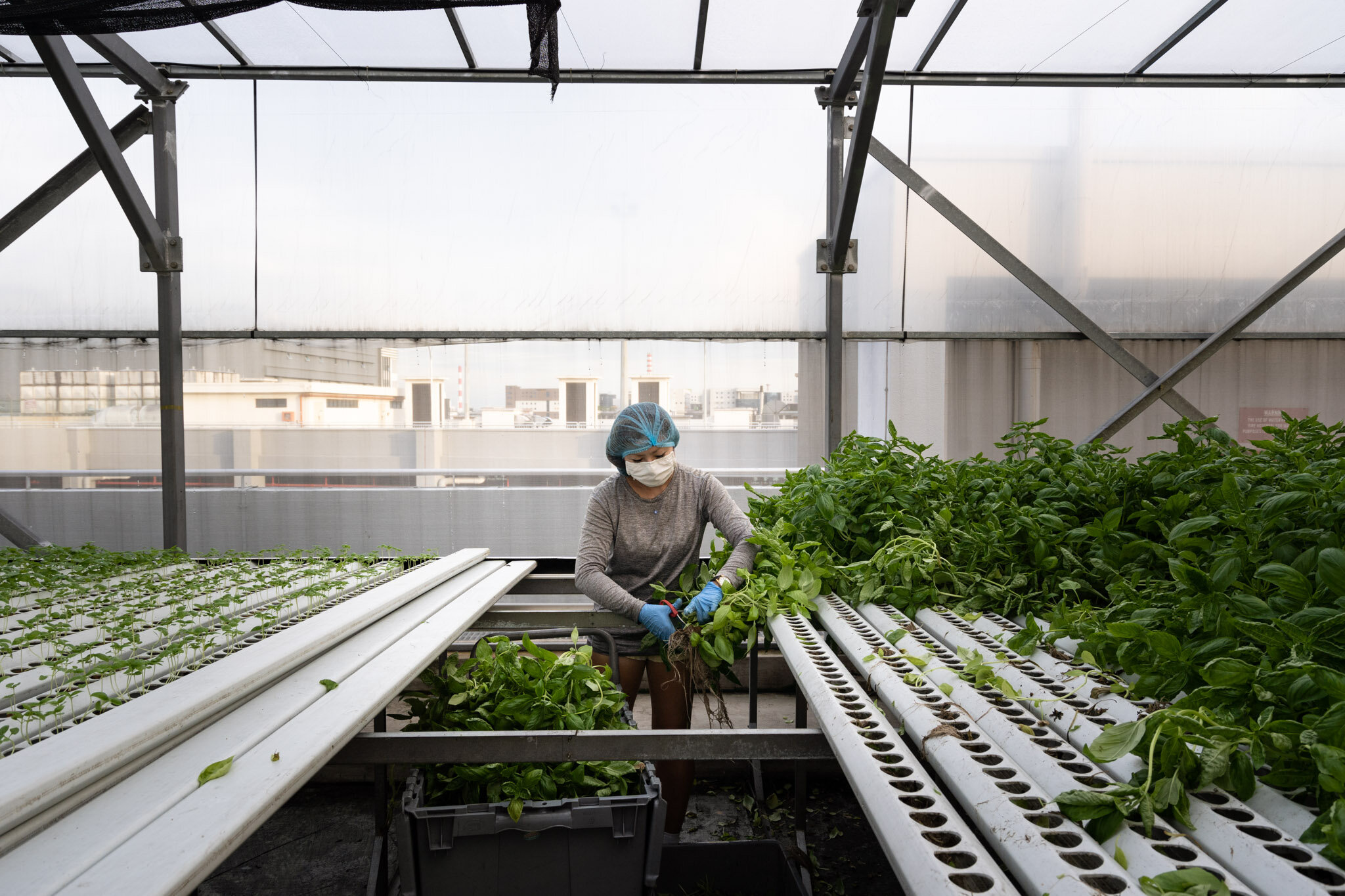 Singapore Photographer - High-Tech Farming - MIT Technology Review 