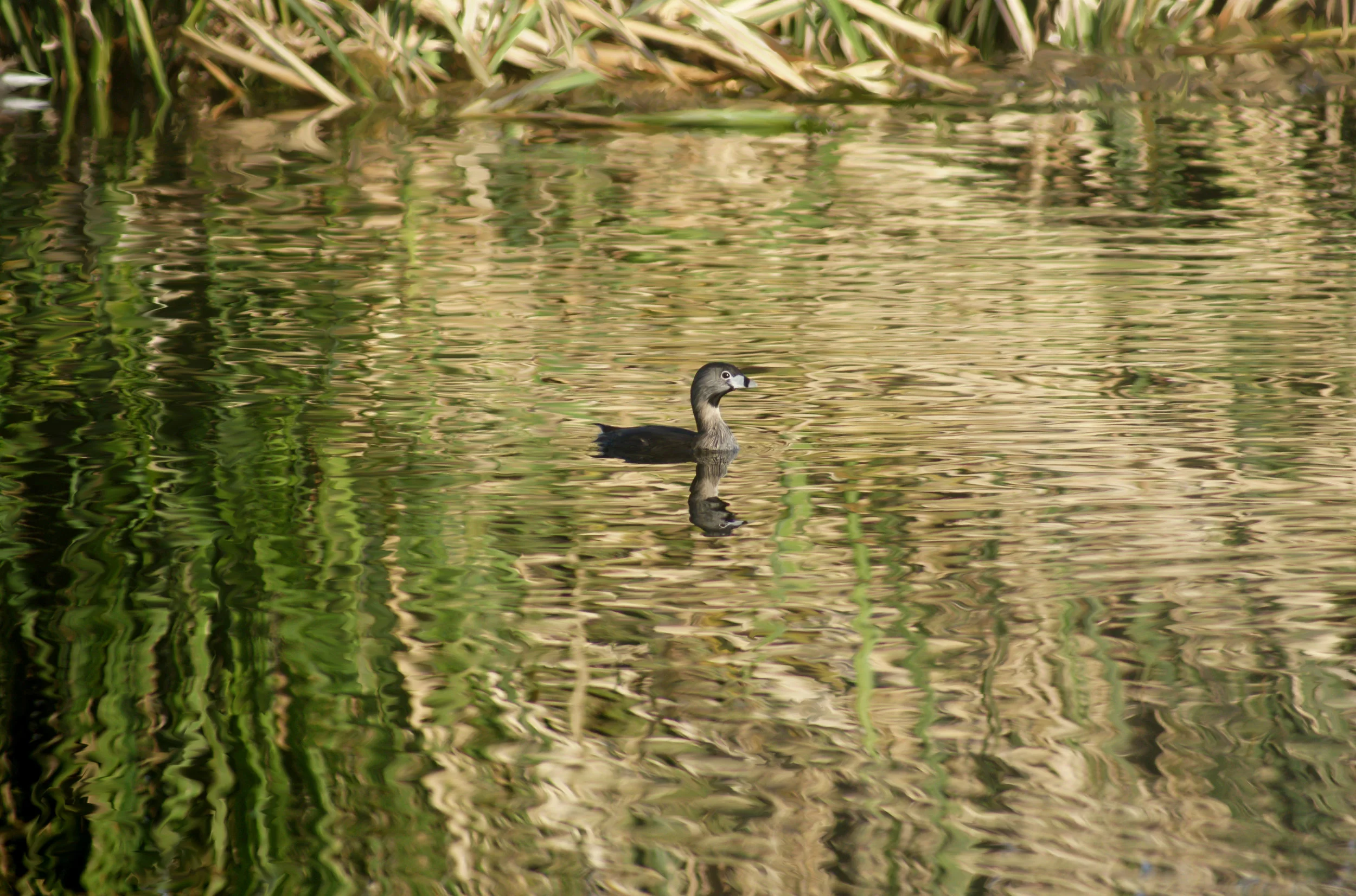coot3 with water edited.jpg