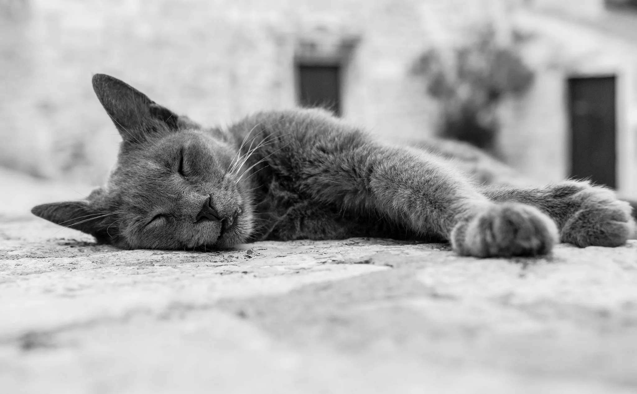 THE IMPORTANCE OF SLEEP... ZZZ