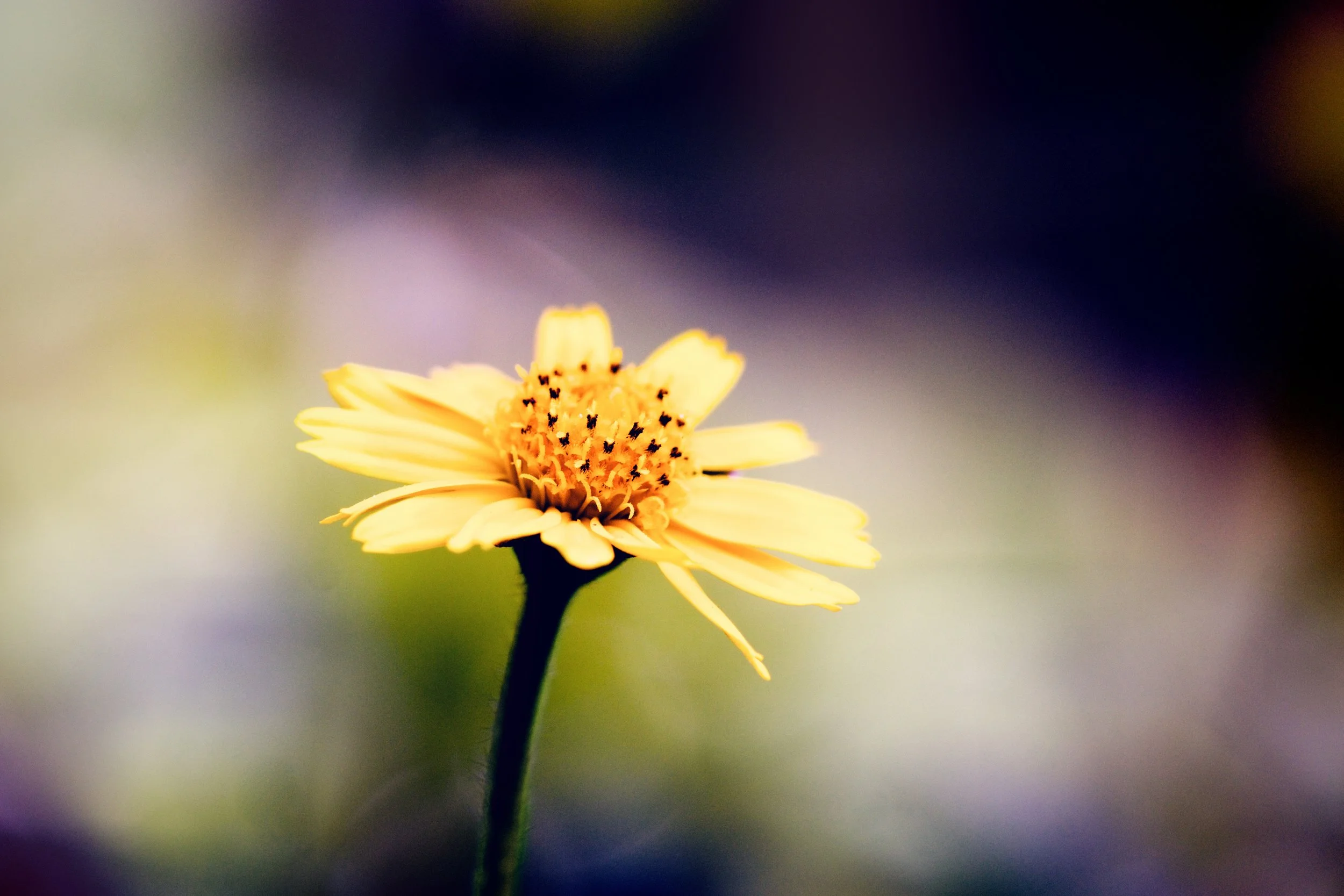 PERFECTIONISM IN SPORTS – A PERK OR PERIL?