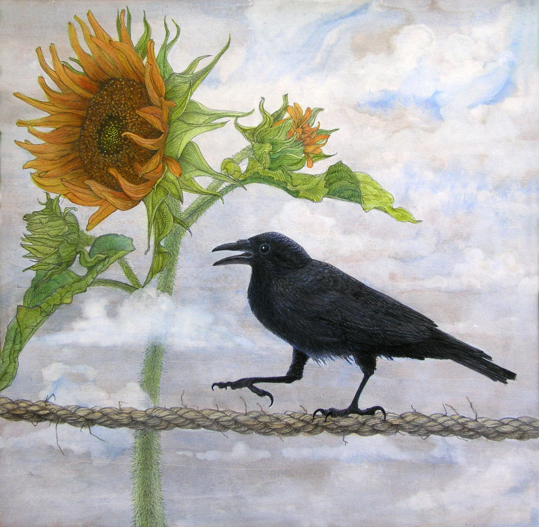 Good Morning Crow