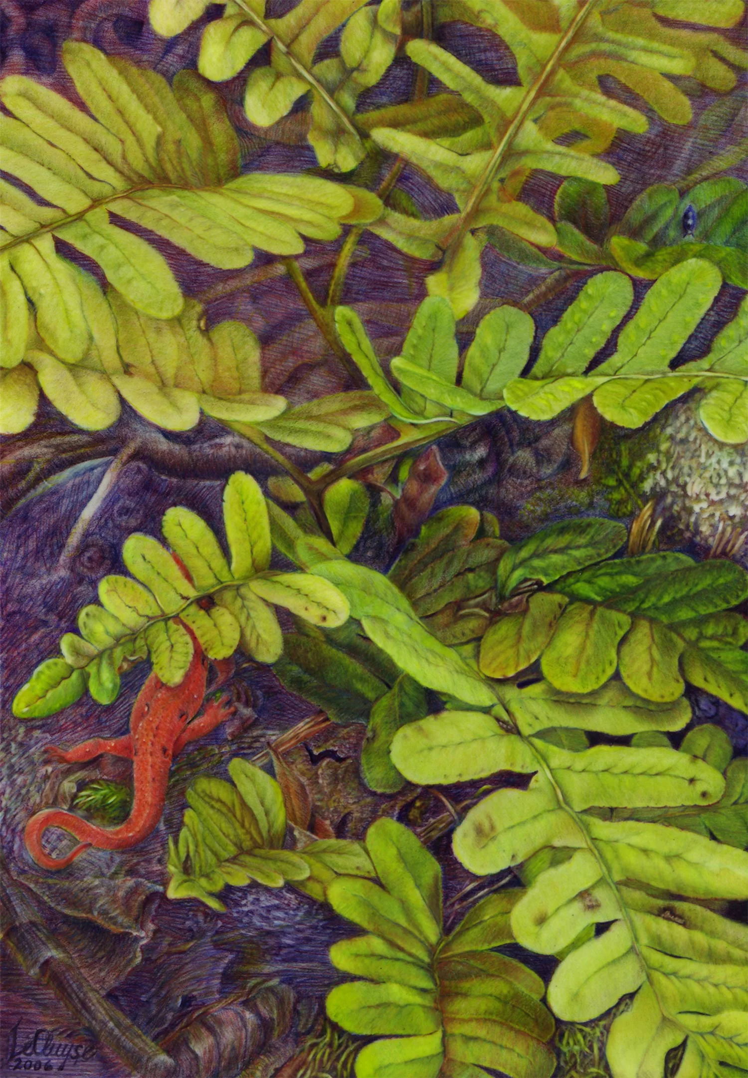 Red Eft and Resurrection Fern