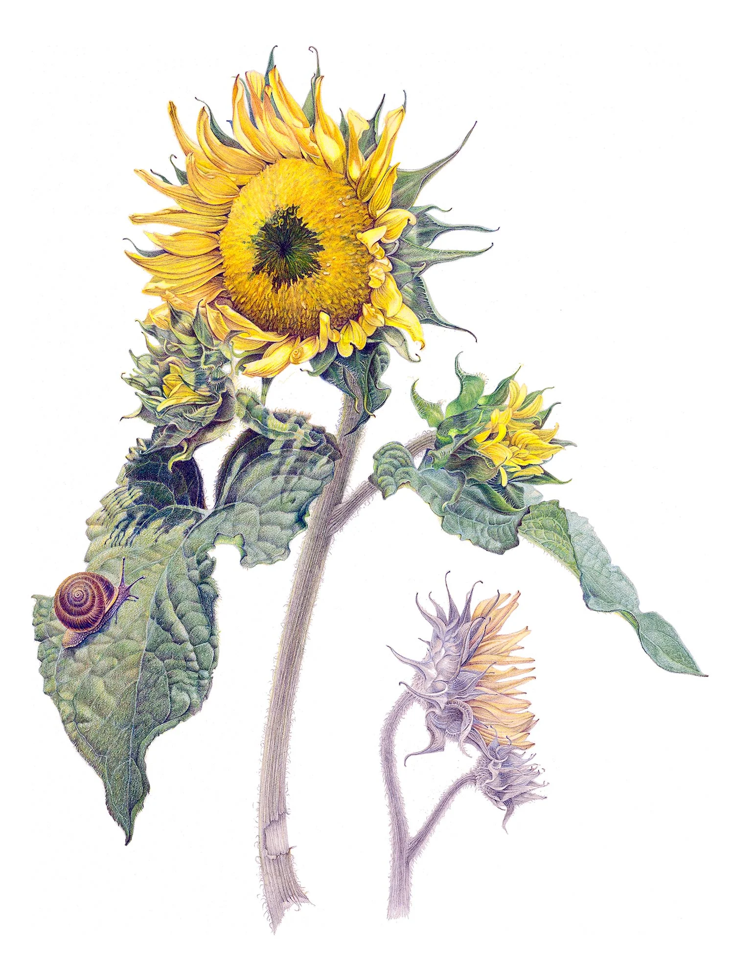 Sunflower