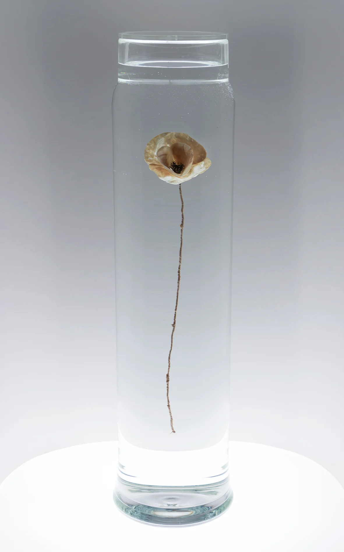 surface tissue*.jpg