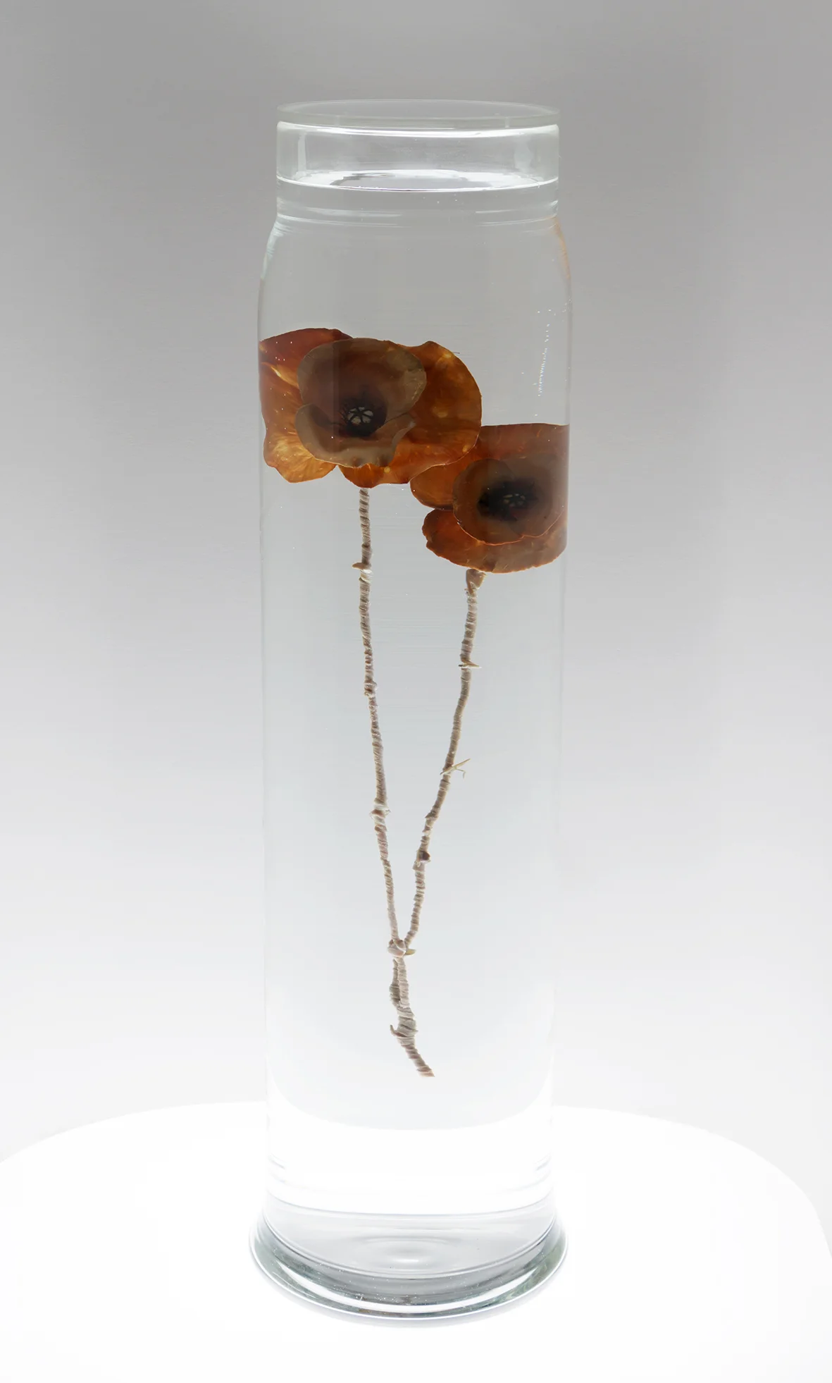 deep tissue iron stain x2.jpg