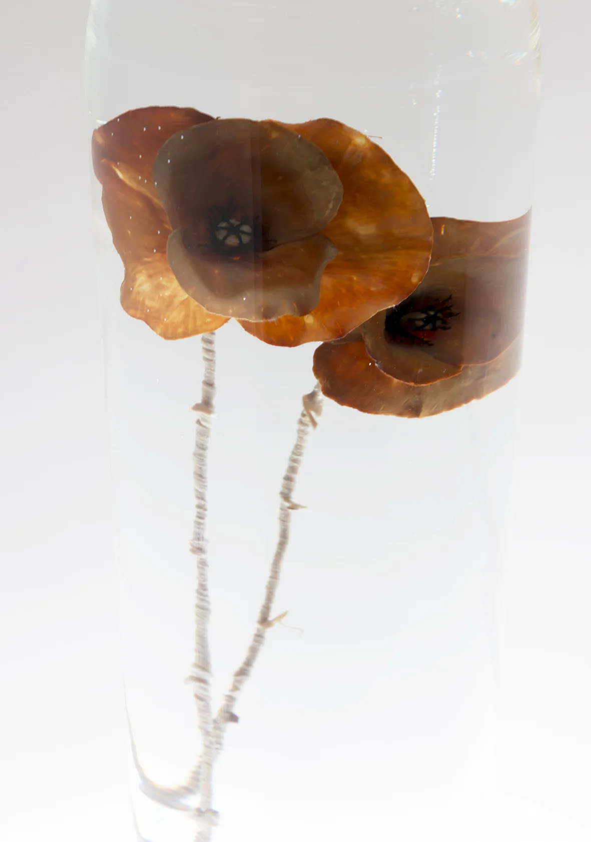 deep tissue iron stain detail* x2.jpg