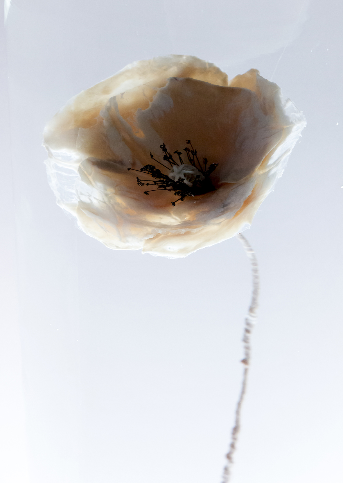 Papaver Rhoeas