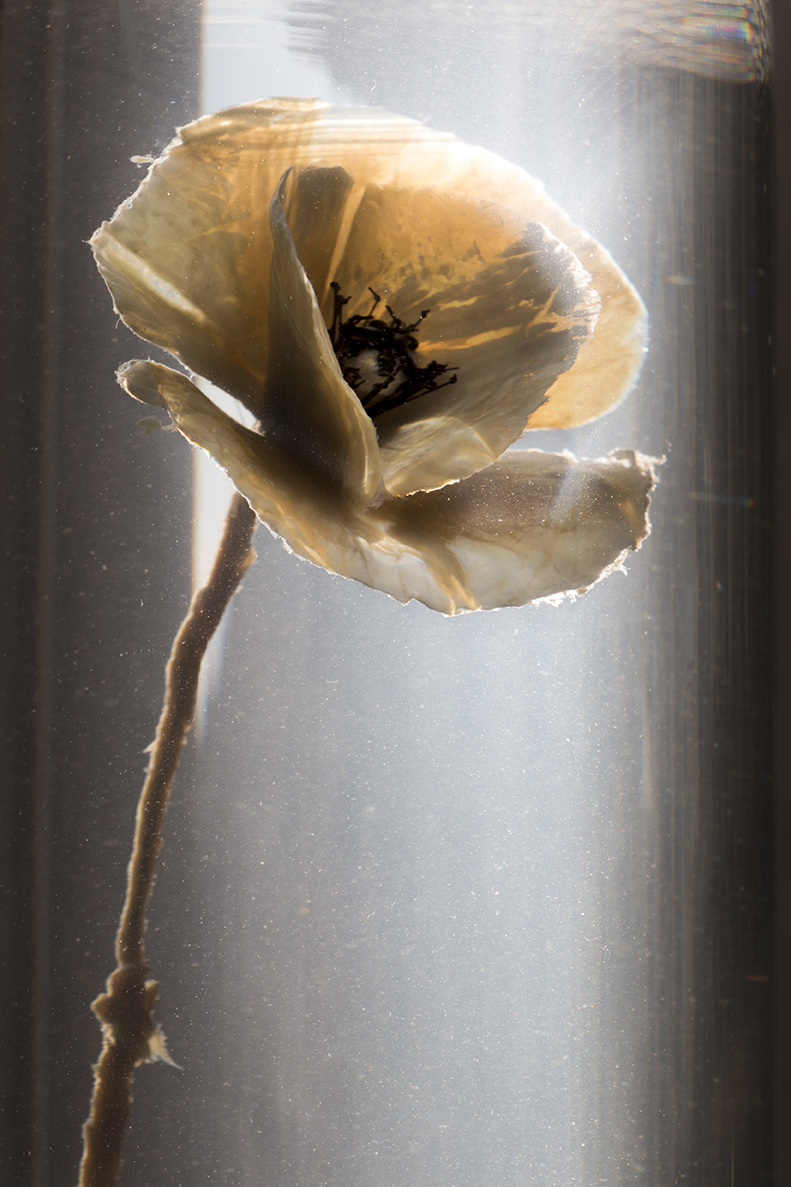 Papaver Rhoeas