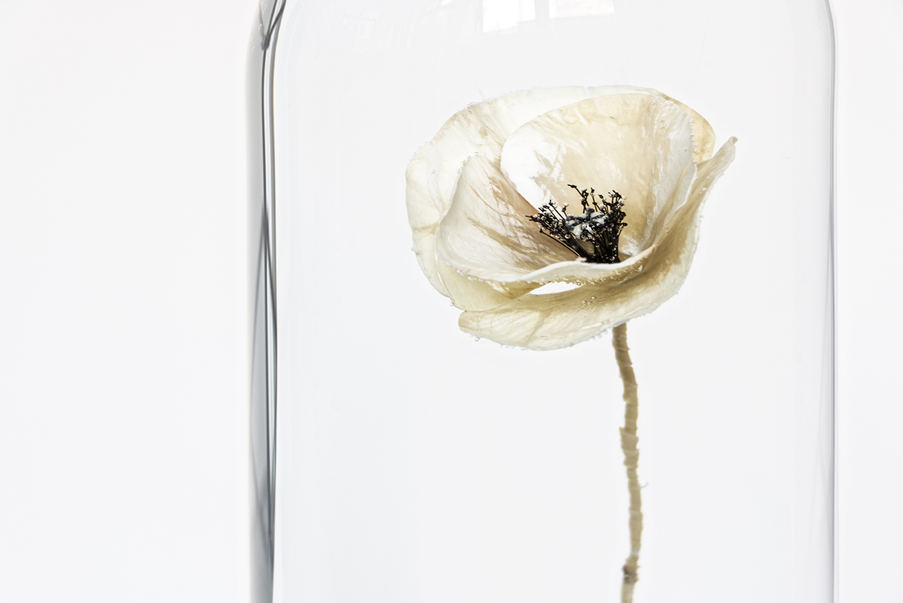 Papaver Rhoeas