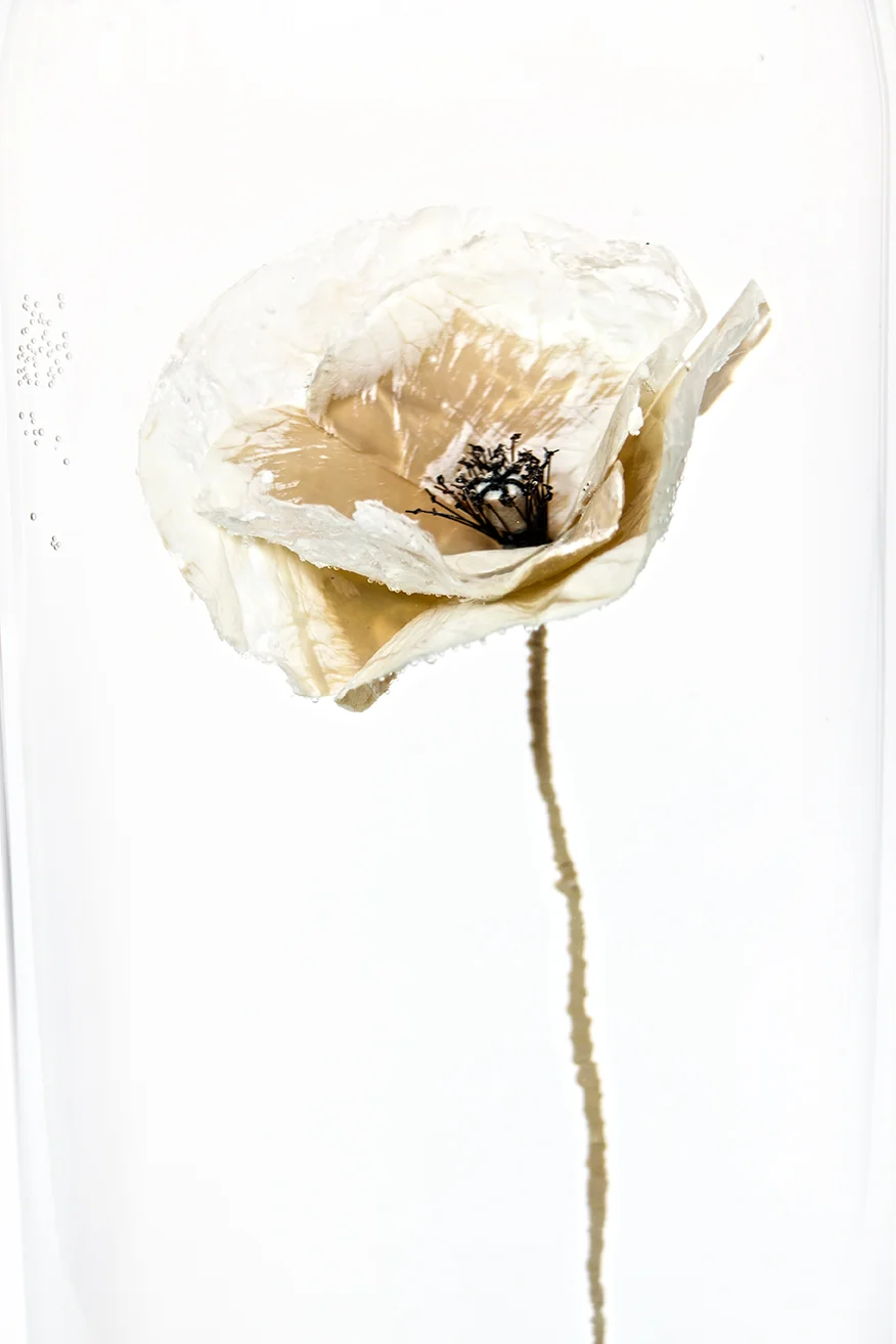 Papaver Rhoeas