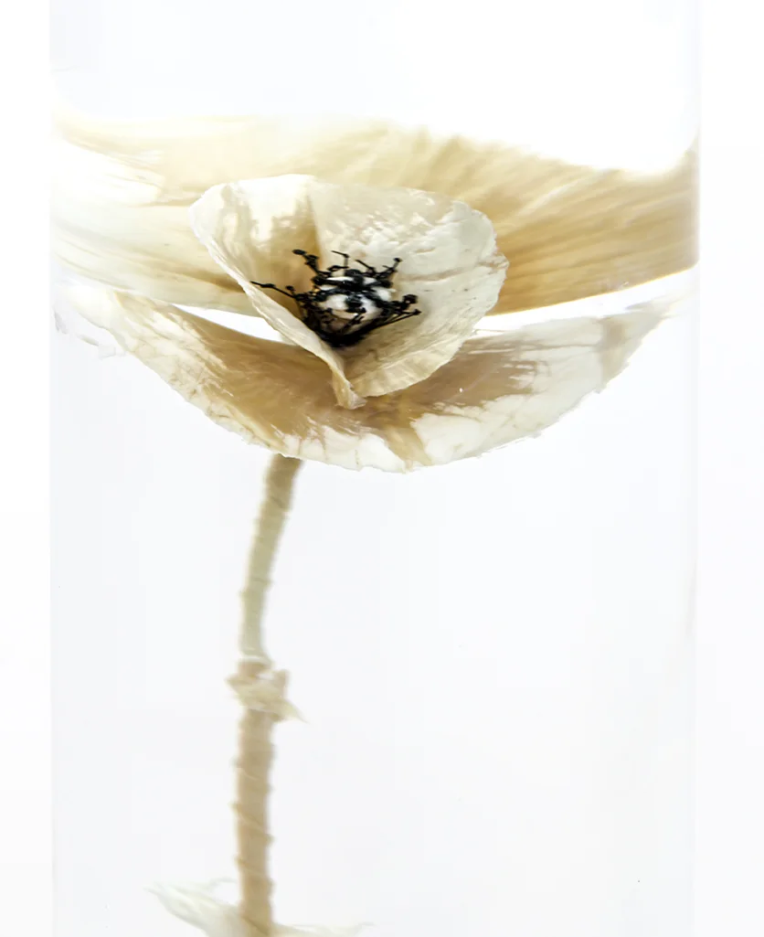 Papaver Rhoeas