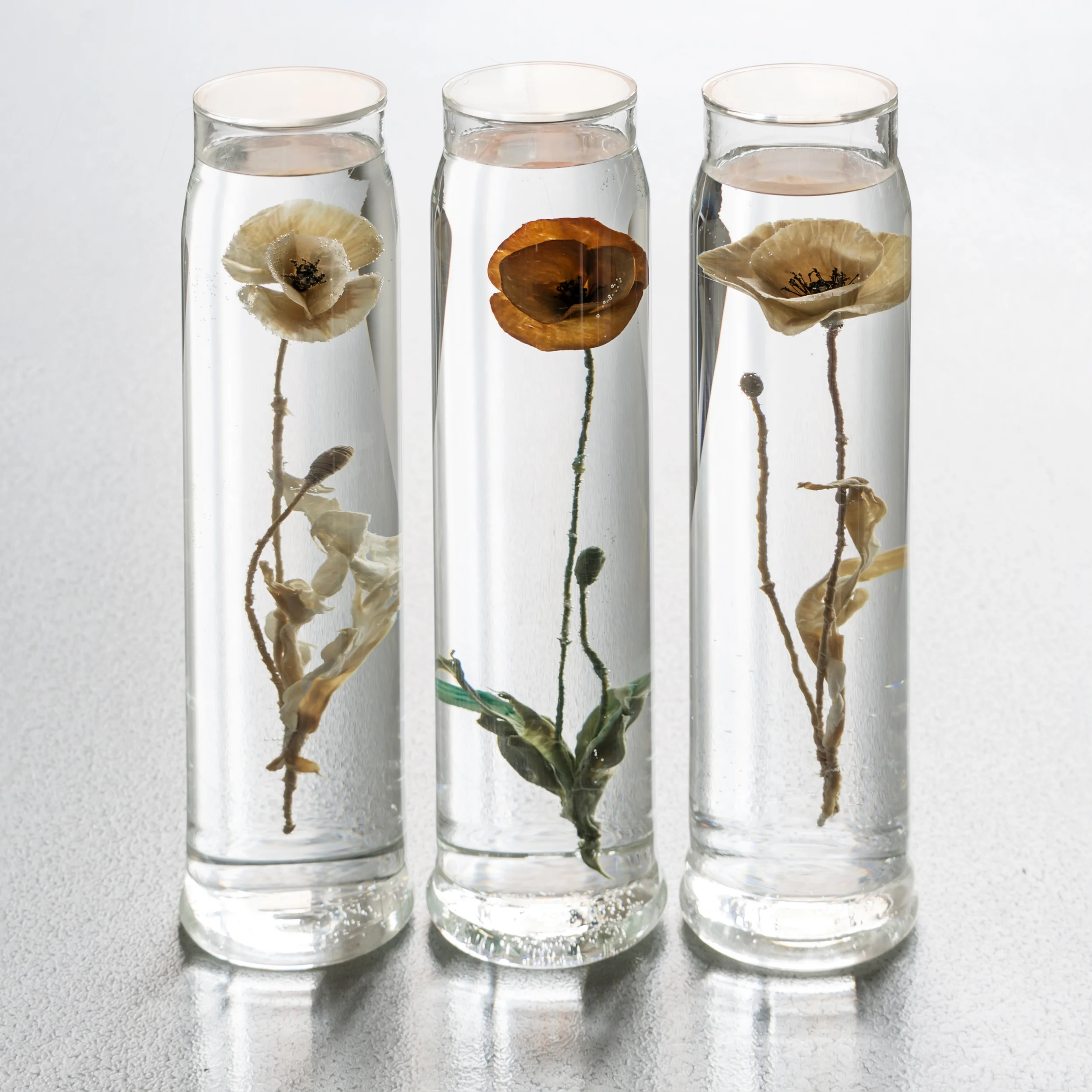 Papaver Rhoeas