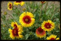 Blanket Flower