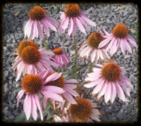 Purple Coneflower