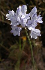 Howell’s Triteleia