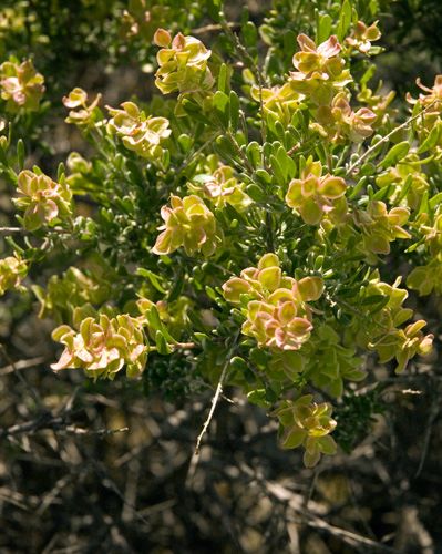 Grayia spinosa