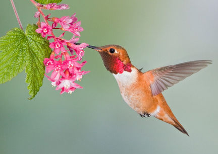 Rufous Hummingbird ( Selasphorus rufus ) feeding at a Red Currant plant (www.birdfellow.com)