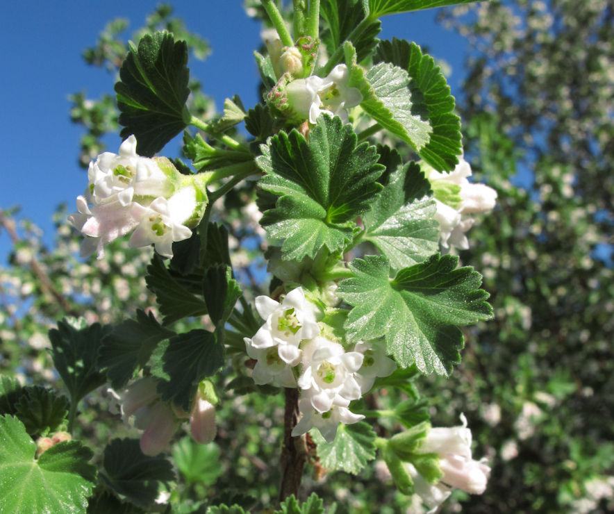 Wax currant ( Ribes cereum ), the first shrub to bloom
