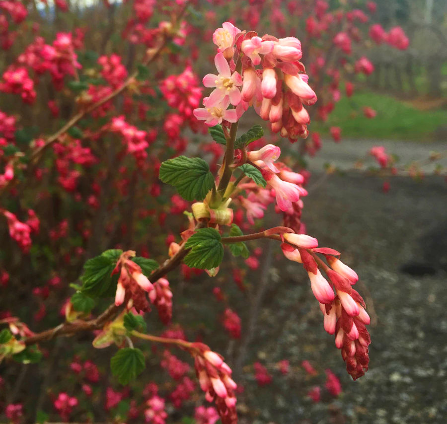 One limb on the volunteer currant in our parking area sports pale pink flowers