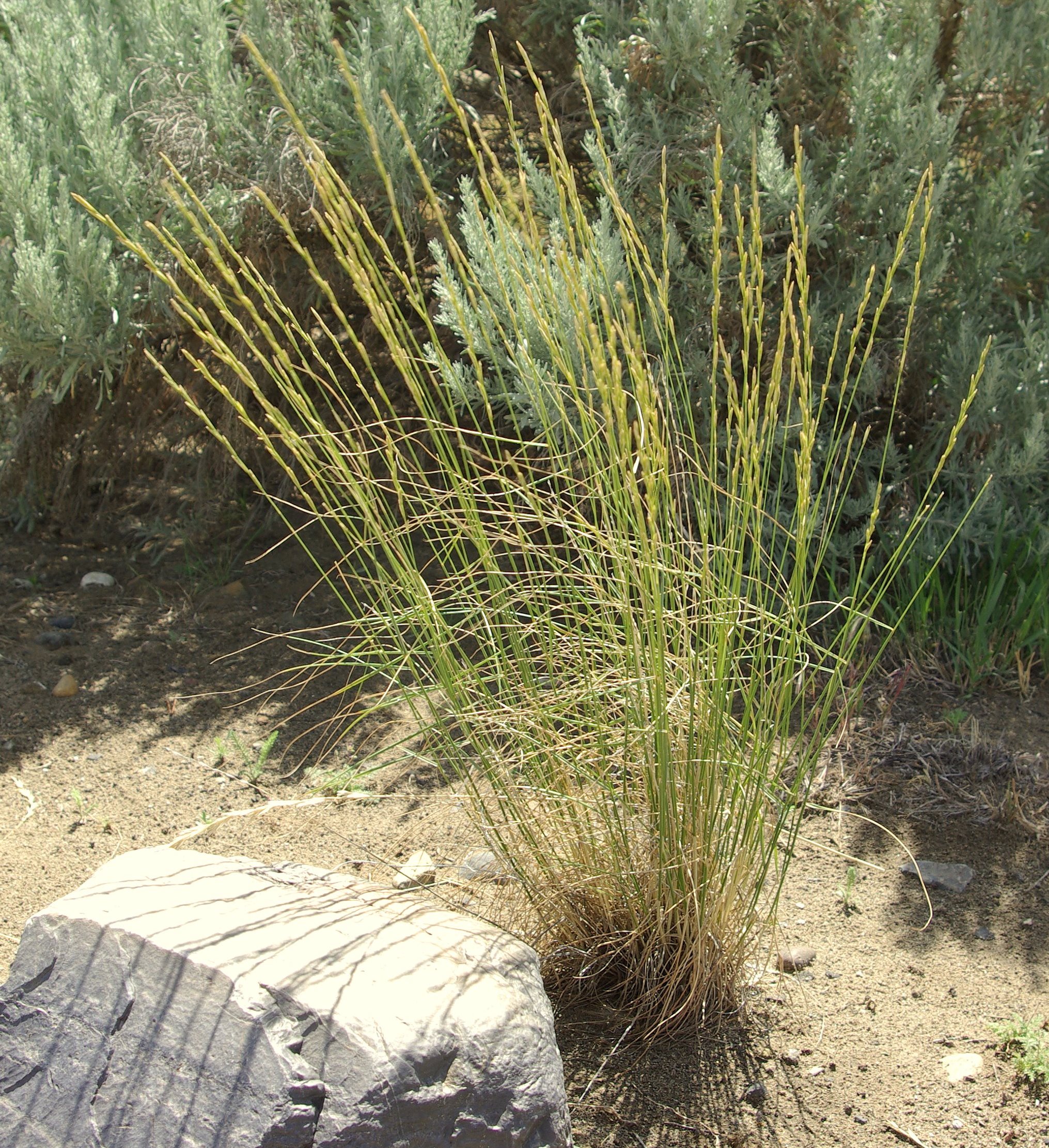 Bluebunch Wheatgrass