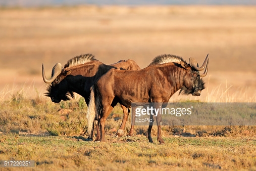 Photo by EcoPic/iStock / Getty Images
