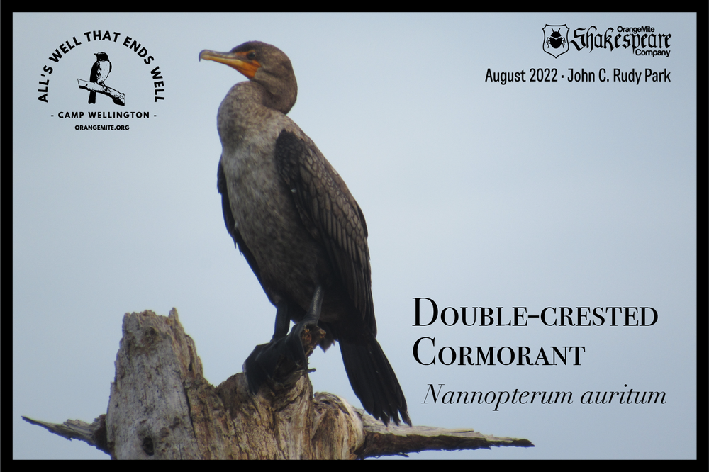 Double-crested Cormorant.png