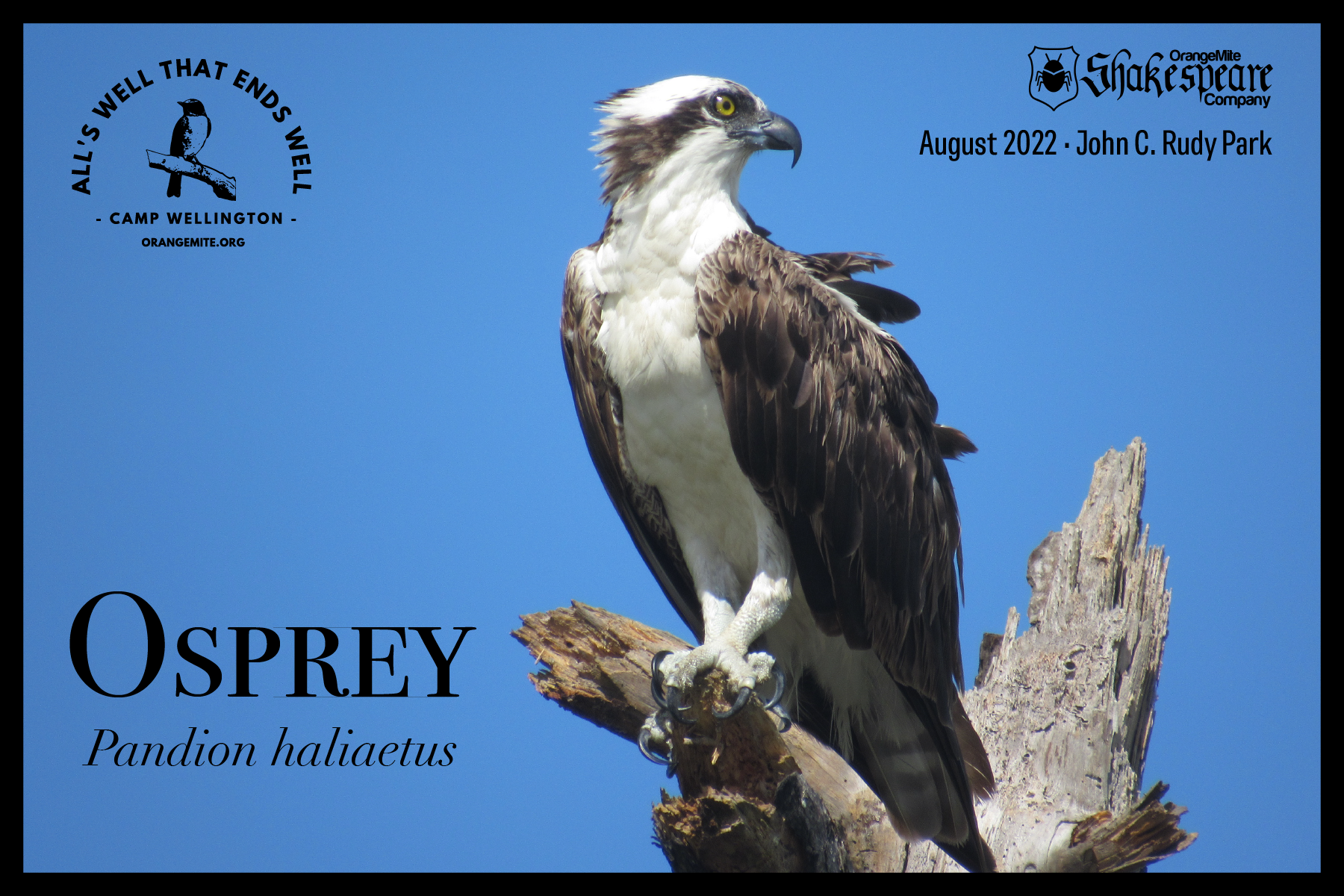 Osprey.png