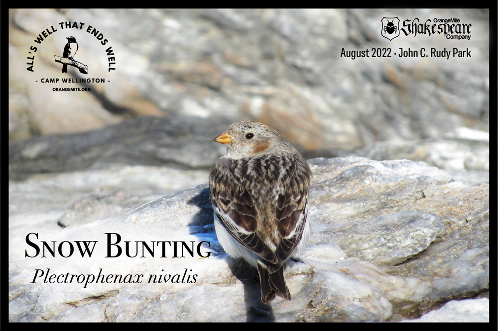 Snow Bunting.png