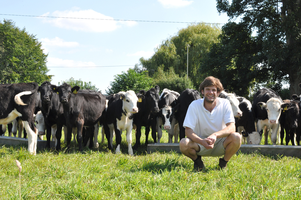 Harry+Street+and+Cows.jpg