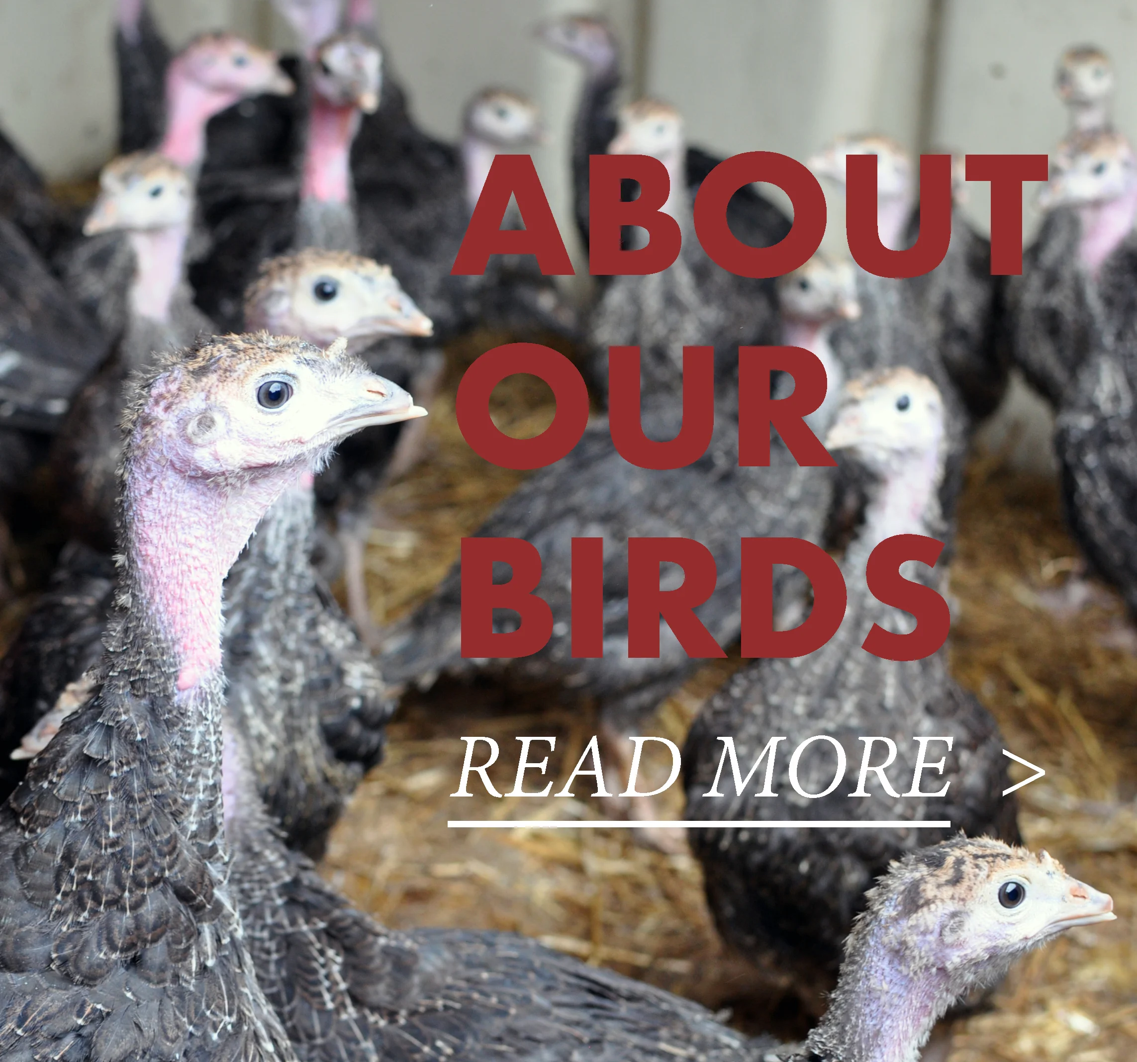 about out birds.jpg