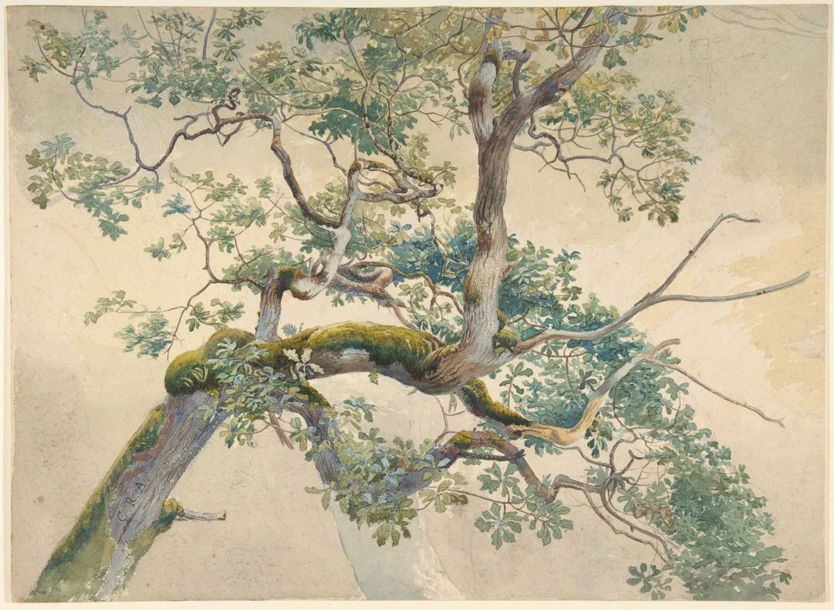 Tree Branches, Charles Reginald Aston, (British, Birmingham 1832–1908). Watercolor over graphite; sheet, 9 1/2” x 13”, drawings. Photo courtesy of the Metropolitan Museum of Art.