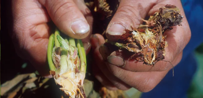 From https://cannabistraininguniversity.com/cannabis-root-disease/