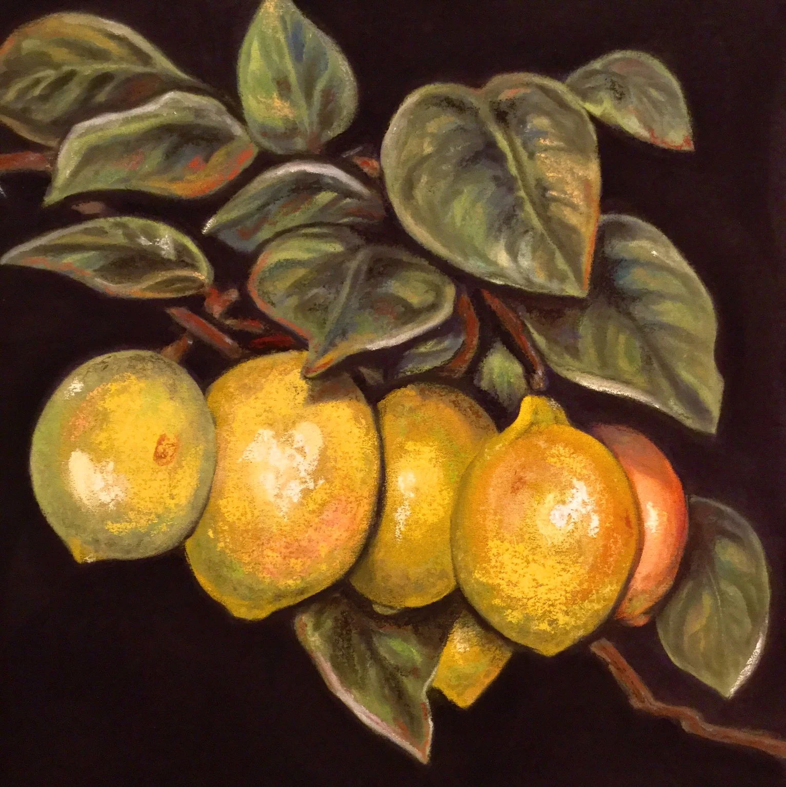 “BRANCH OF THE LEMON" PanPastel® Cheri Ginsburg ©