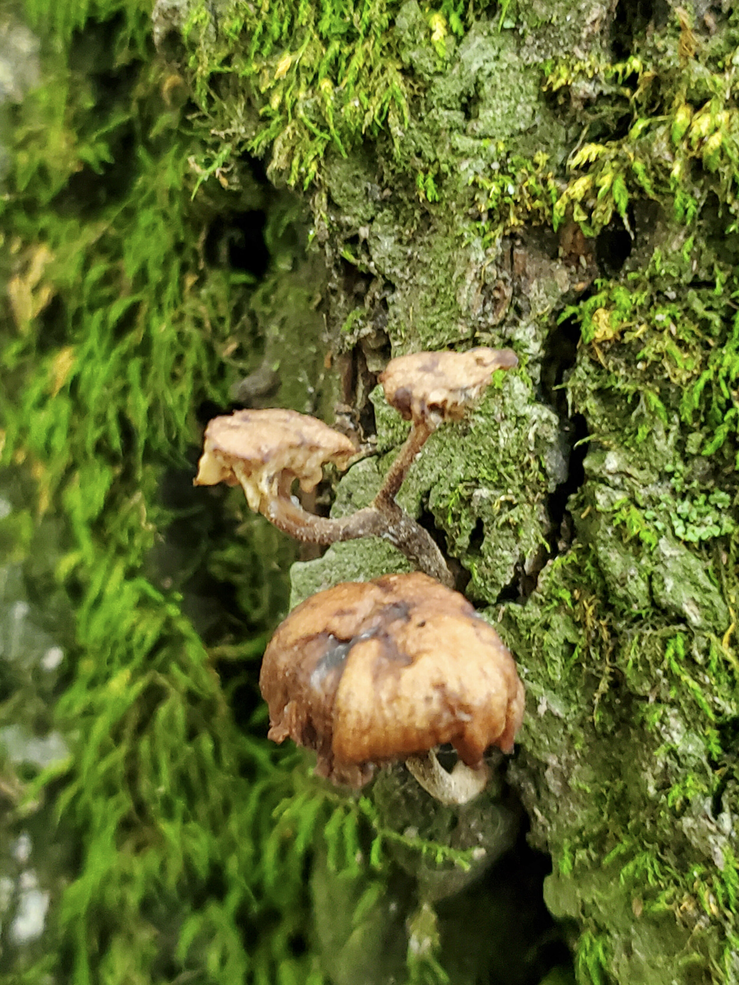 Blurry Brown Moss Friends