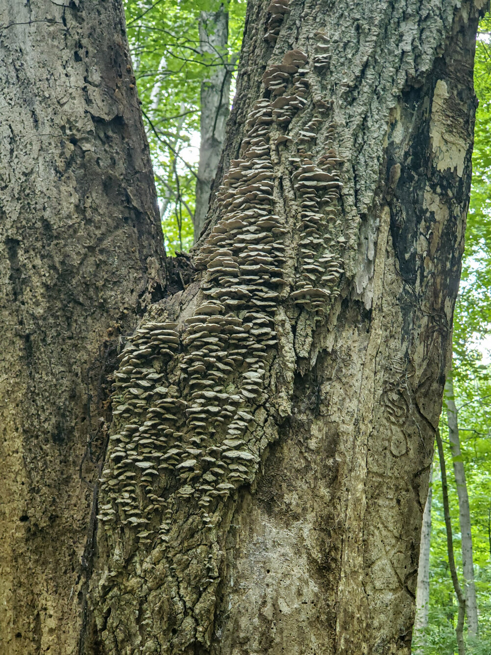 Trees Can't Use Lotion