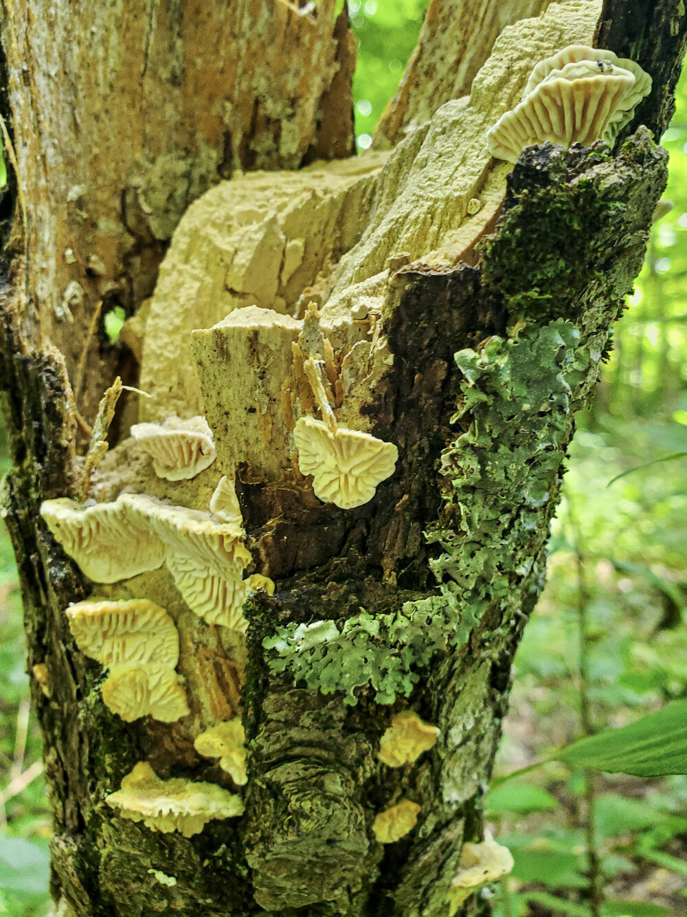 More Shrooms and Lichen