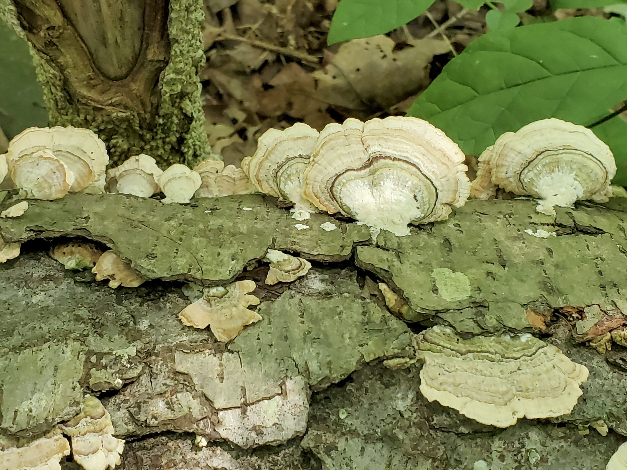 Shell-like Polypore