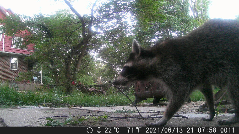 The early raccoon gets the... garbage, it's still garbage